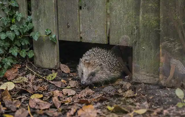 Igel nutzt einen bodennahen Durchgang unter einem hölzernen Gartenzaun; Thema Sonnenschirme, Schwerpunkt Outdoor Freizeit; Ausgangslage.