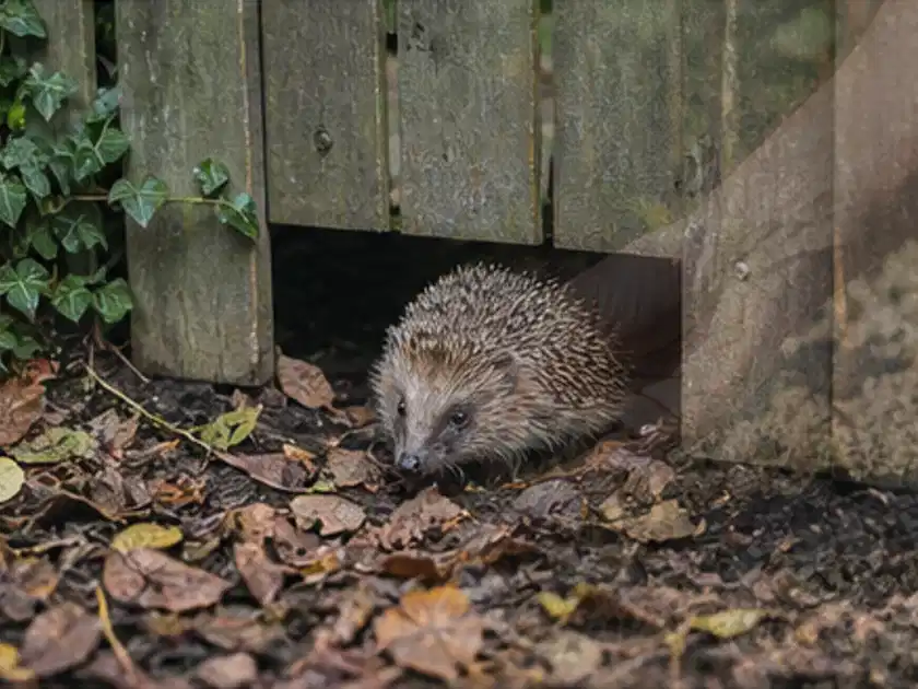 Igel nutzt einen bodennahen Durchgang unter einem hölzernen Gartenzaun; Thema Sonnenschirme, Schwerpunkt Sicherheit; Titelbild.