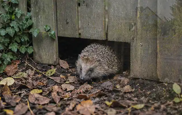 Igel nutzt einen bodennahen Durchgang unter einem hölzernen Gartenzaun; Thema Sonnenschirme, Schwerpunkt Systemvergleich; Umsetzung.