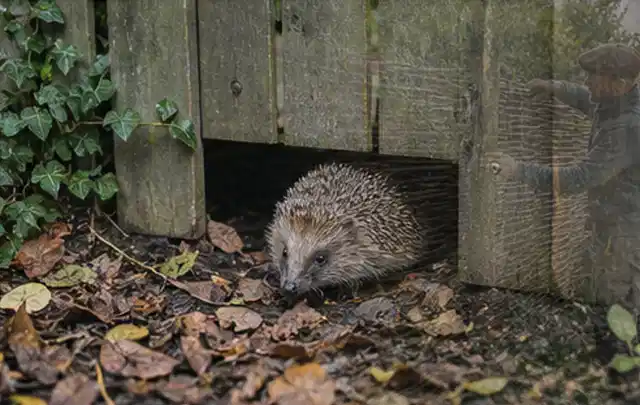 Igel nutzt einen bodennahen Durchgang unter einem hölzernen Gartenzaun; Thema Sonnenschirme, Schwerpunkt Wartung; Umsetzung.