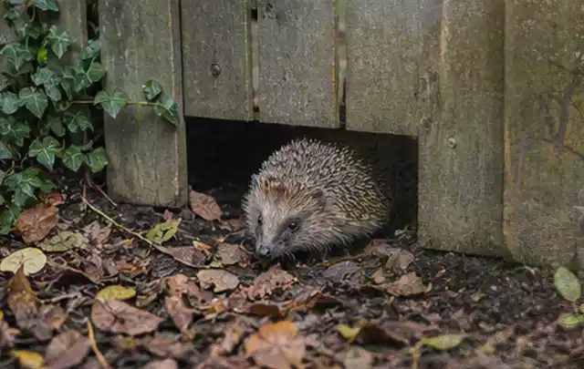 Igel nutzt einen bodennahen Durchgang unter einem hölzernen Gartenzaun; Thema Sonnenschirme, Schwerpunkt Winterlager; Ausgangslage.