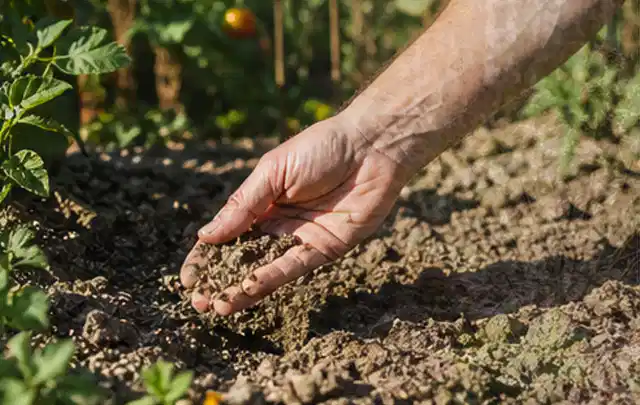 Hand prüft trockene krümelige Gartenerde während einer warmen Sommerphase; Thema Spielrasen, Schwerpunkt Bewässerung; Praxisalltag.