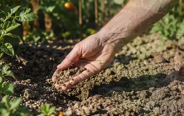 Hand prüft trockene krümelige Gartenerde während einer warmen Sommerphase; Thema Spielrasen, Schwerpunkt Bodenpflege; Kontrolle.