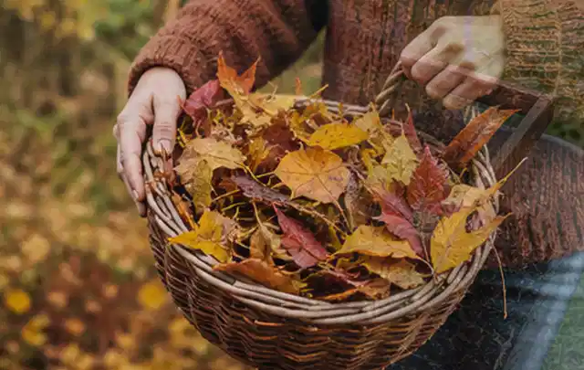 Person sammelt farbiges Herbstlaub in einem geflochtenen Gartenkorb; Thema Spielrasen, Schwerpunkt Bodenpflege; Praxisalltag.