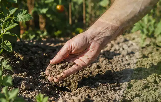 Hand prüft trockene krümelige Gartenerde während einer warmen Sommerphase; Thema Spielrasen, Schwerpunkt Checkliste; Umsetzung.