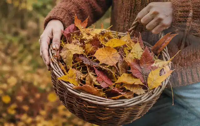 Person sammelt farbiges Herbstlaub in einem geflochtenen Gartenkorb; Thema Spielrasen, Schwerpunkt Düngung; Ausgangslage.