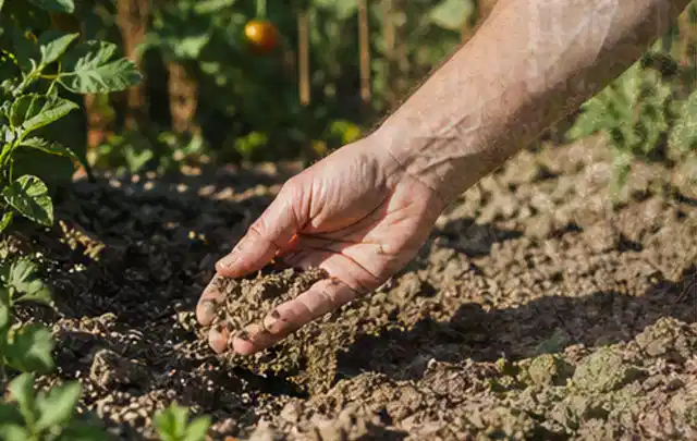 Hand prüft trockene krümelige Gartenerde während einer warmen Sommerphase; Thema Spielrasen, Schwerpunkt Düngung; Kontrolle.