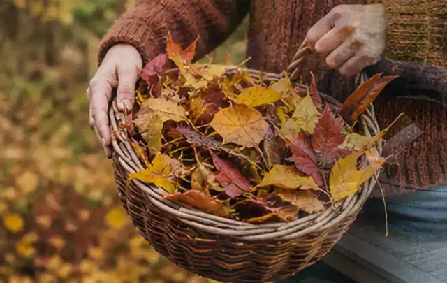 Person sammelt farbiges Herbstlaub in einem geflochtenen Gartenkorb; Thema Spielrasen, Schwerpunkt Fehlerhilfe; Ergebnis.