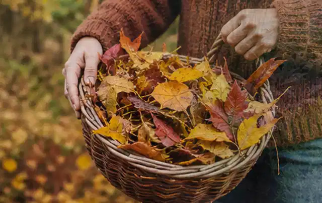 Person sammelt farbiges Herbstlaub in einem geflochtenen Gartenkorb; Thema Spielrasen, Schwerpunkt Frühjahr; Umsetzung.