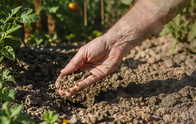 Hand prüft trockene krümelige Gartenerde während einer warmen Sommerphase; Thema Spielrasen, Schwerpunkt Frühjahr; Praxisalltag.