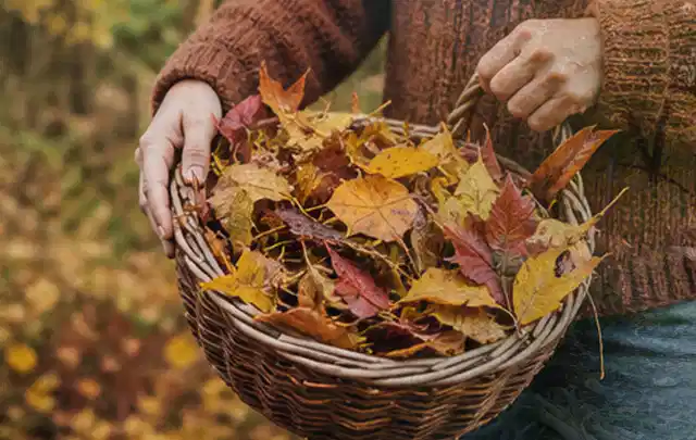 Person sammelt farbiges Herbstlaub in einem geflochtenen Gartenkorb; Thema Spielrasen, Schwerpunkt Herbstpflege; Kontrolle.