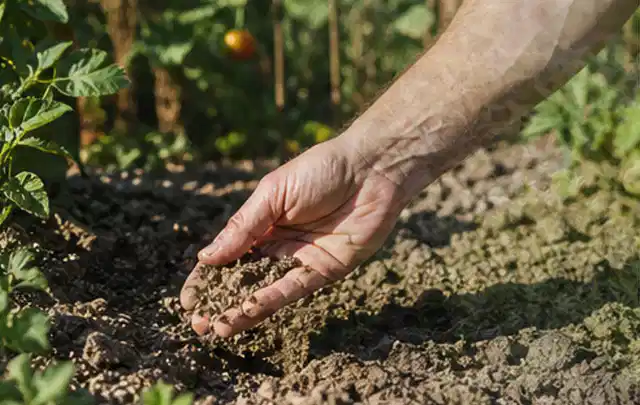 Hand prüft trockene krümelige Gartenerde während einer warmen Sommerphase; Thema Spielrasen, Schwerpunkt Herbstpflege; Praxisalltag.