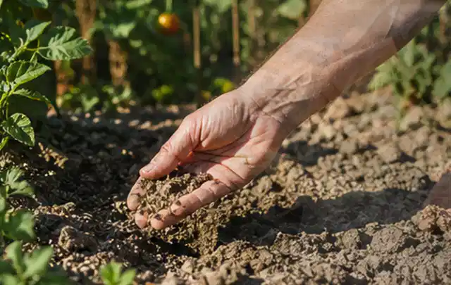 Hand prüft trockene krümelige Gartenerde während einer warmen Sommerphase; Thema Spielrasen, Schwerpunkt Hitzeschutz; Umsetzung.