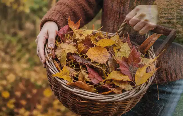 Person sammelt farbiges Herbstlaub in einem geflochtenen Gartenkorb; Thema Spielrasen, Schwerpunkt Moos; Ausgangslage.