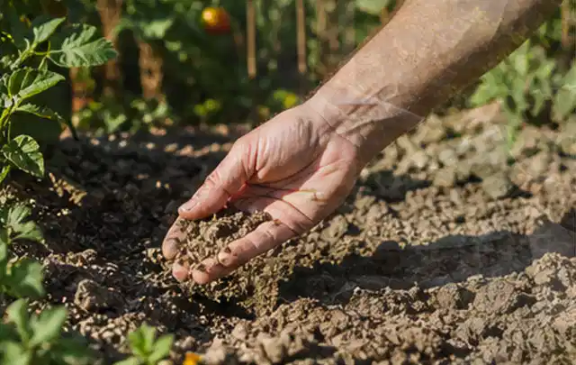 Hand prüft trockene krümelige Gartenerde während einer warmen Sommerphase; Thema Spielrasen, Schwerpunkt Moos; Kontrolle.
