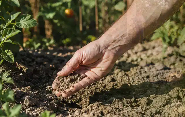 Hand prüft trockene krümelige Gartenerde während einer warmen Sommerphase; Thema Spielrasen, Schwerpunkt Nachsaat; Ergebnis.