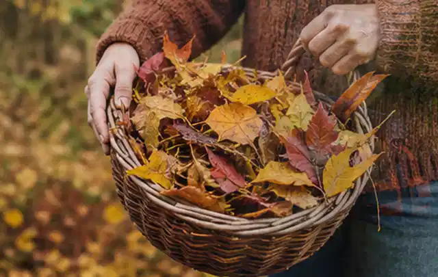 Person sammelt farbiges Herbstlaub in einem geflochtenen Gartenkorb; Thema Spielrasen, Schwerpunkt Neuanlage; Kontrolle.