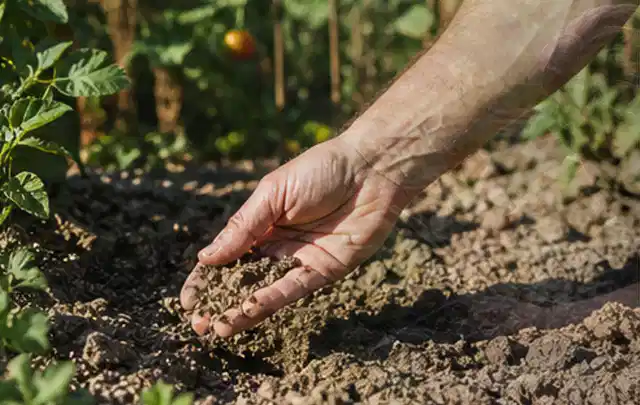 Hand prüft trockene krümelige Gartenerde während einer warmen Sommerphase; Thema Spielrasen, Schwerpunkt Neuanlage; Praxisalltag.