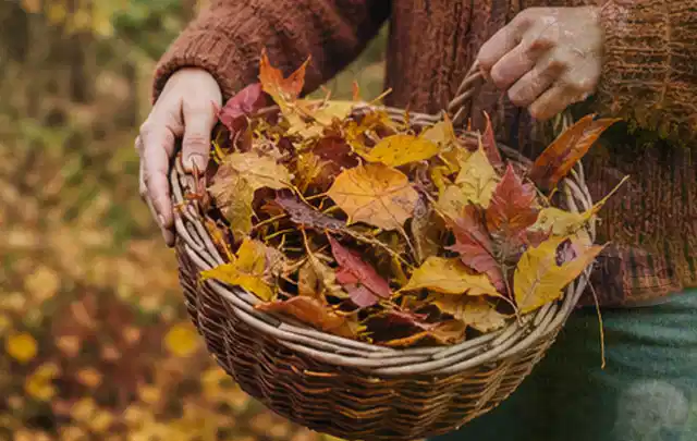 Person sammelt farbiges Herbstlaub in einem geflochtenen Gartenkorb; Thema Spielrasen, Schwerpunkt Rasenpflege; Praxisalltag.