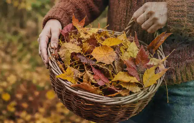 Person sammelt farbiges Herbstlaub in einem geflochtenen Gartenkorb; Thema Spielrasen, Schwerpunkt Rasenschnitt; Ergebnis.