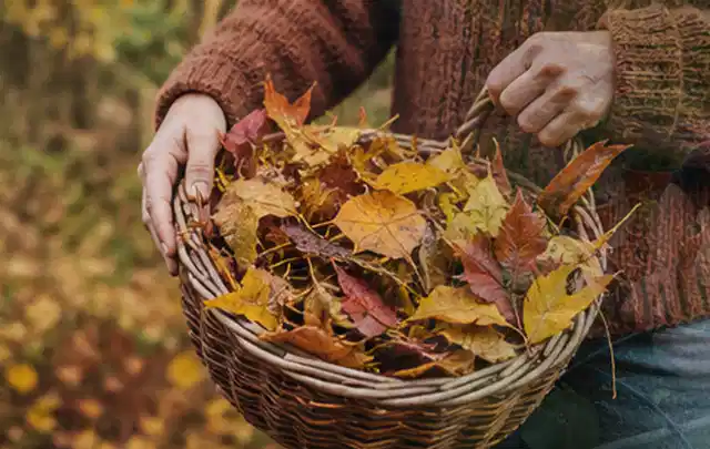 Person sammelt farbiges Herbstlaub in einem geflochtenen Gartenkorb; Thema Spielrasen, Schwerpunkt Unkraut; Ausgangslage.