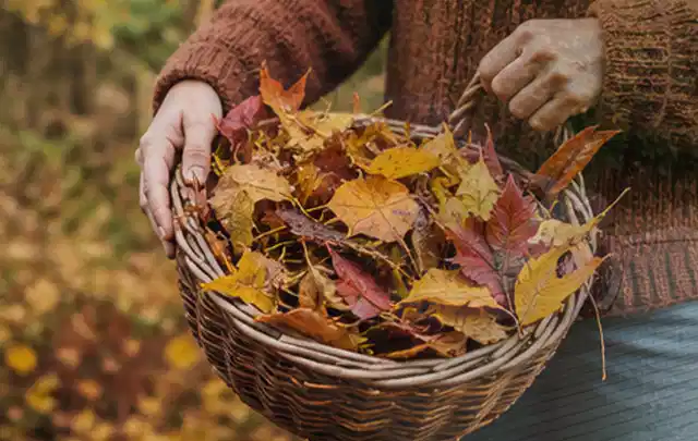 Person sammelt farbiges Herbstlaub in einem geflochtenen Gartenkorb; Thema Spielrasen, Schwerpunkt Vertikutieren; Ergebnis.