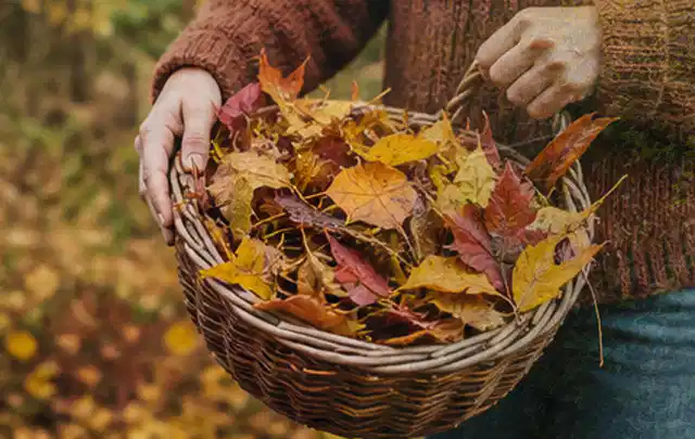 Person sammelt farbiges Herbstlaub in einem geflochtenen Gartenkorb; Thema Spielrasen, Schwerpunkt Winterpflege; Umsetzung.