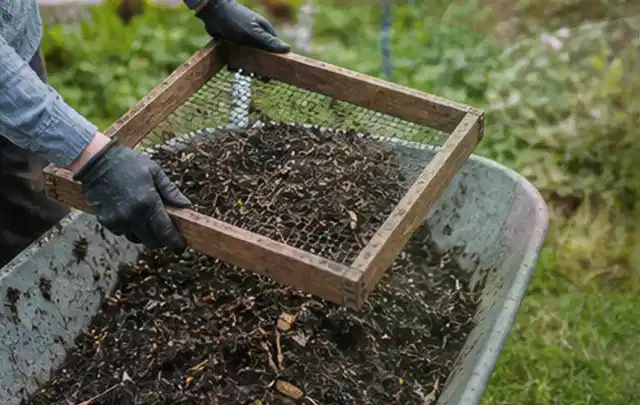 Behandschuhte Hände sieben reifen Kompost über einer Gartenschubkarre; Thema Spinat, Schwerpunkt Aussaat; Ausgangslage.