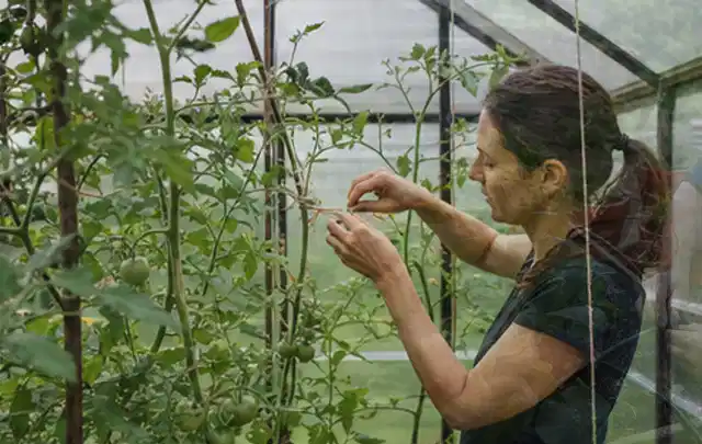 Person bindet junge Tomatentriebe in einem privaten Gewächshaus vorsichtig an; Thema Spinat, Schwerpunkt Aussaat; Praxisalltag.