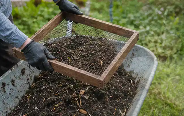 Behandschuhte Hände sieben reifen Kompost über einer Gartenschubkarre; Thema Spinat, Schwerpunkt Balkongarten; Praxisalltag.