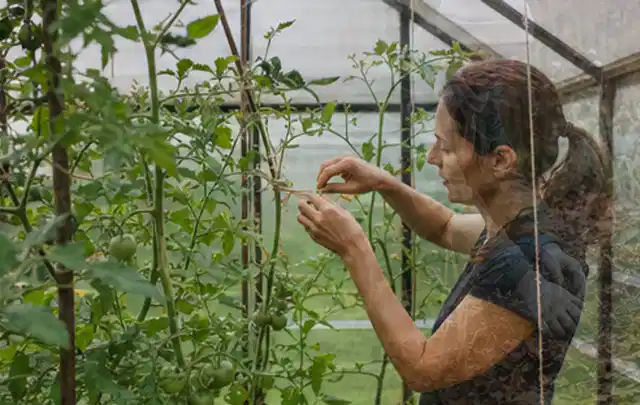 Person bindet junge Tomatentriebe in einem privaten Gewächshaus vorsichtig an; Thema Spinat, Schwerpunkt Bewässerung; Umsetzung.