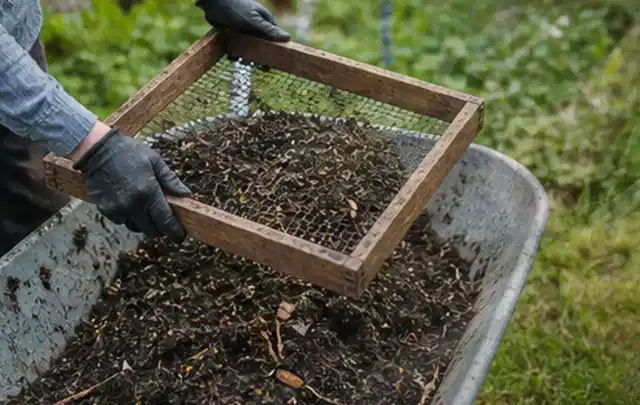 Behandschuhte Hände sieben reifen Kompost über einer Gartenschubkarre; Thema Spinat, Schwerpunkt Bewässerung; Ergebnis.