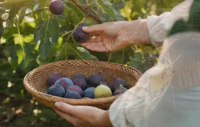 Hand pflückt eine reife Feige über einem flachen Korb mit Früchten; Thema Spinat, Schwerpunkt Ernte; Umsetzung.