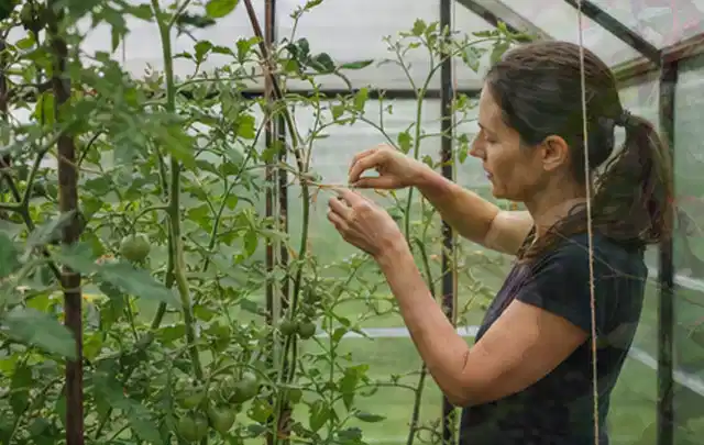 Person bindet junge Tomatentriebe in einem privaten Gewächshaus vorsichtig an; Thema Spinat, Schwerpunkt Ernteprobleme; Kontrolle.