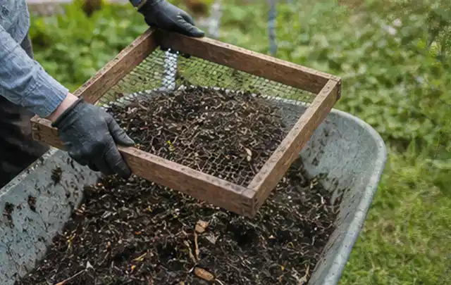 Behandschuhte Hände sieben reifen Kompost über einer Gartenschubkarre; Thema Spinat, Schwerpunkt Gesundheit; Umsetzung.