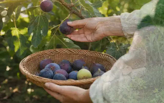 Hand pflückt eine reife Feige über einem flachen Korb mit Früchten; Thema Spinat, Schwerpunkt Gesundheit; Praxisalltag.