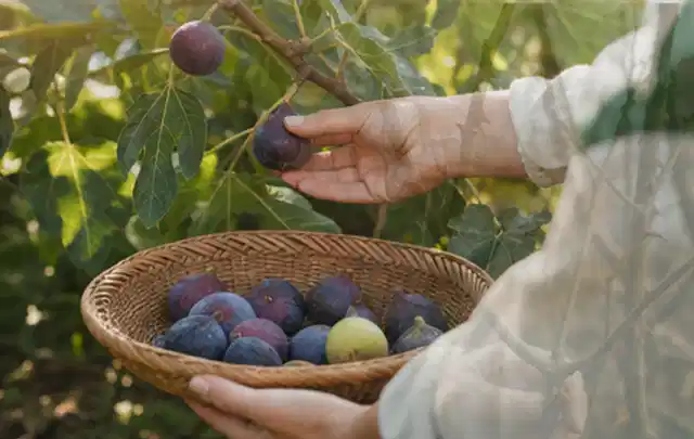 Hand pflückt eine reife Feige über einem flachen Korb mit Früchten; Thema Spinat, Schwerpunkt Gewächshaus; Ausgangslage.