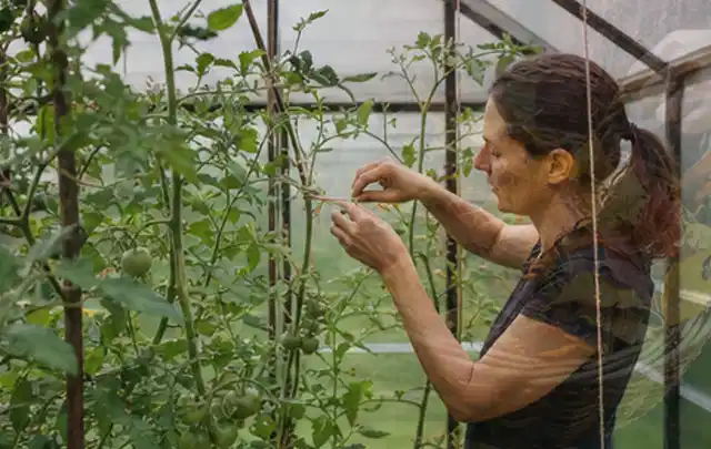 Person bindet junge Tomatentriebe in einem privaten Gewächshaus vorsichtig an; Thema Spinat, Schwerpunkt Gewächshaus; Umsetzung.