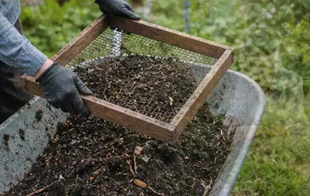 Behandschuhte Hände sieben reifen Kompost über einer Gartenschubkarre; Thema Spinat, Schwerpunkt Hochbeet; Umsetzung.