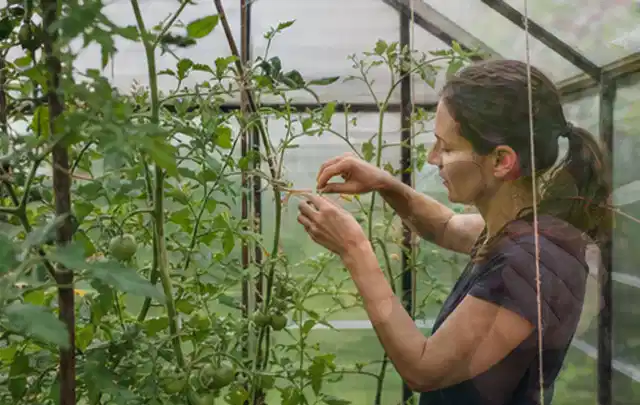 Person bindet junge Tomatentriebe in einem privaten Gewächshaus vorsichtig an; Thema Spinat, Schwerpunkt Hochbeet; Praxisalltag.