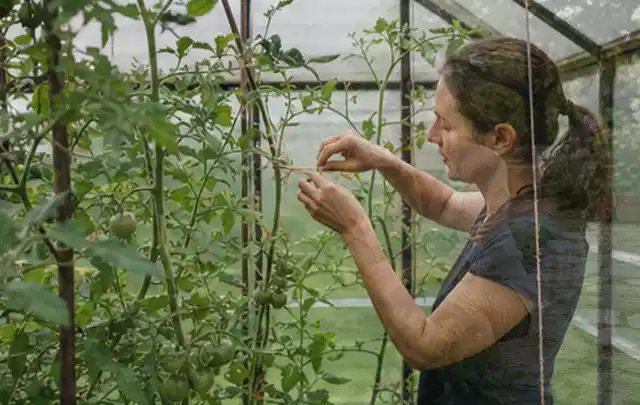 Person bindet junge Tomatentriebe in einem privaten Gewächshaus vorsichtig an; Thema Spinat, Schwerpunkt Lagerung; Umsetzung.