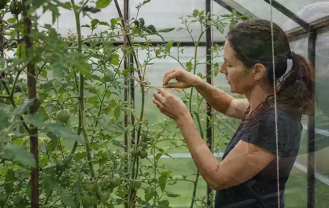 Person bindet junge Tomatentriebe in einem privaten Gewächshaus vorsichtig an; Thema Spinat, Schwerpunkt Nährstoffe; Praxisalltag.