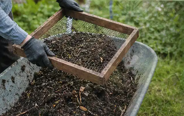 Behandschuhte Hände sieben reifen Kompost über einer Gartenschubkarre; Thema Spinat, Schwerpunkt Pflanzenschutz; Ausgangslage.