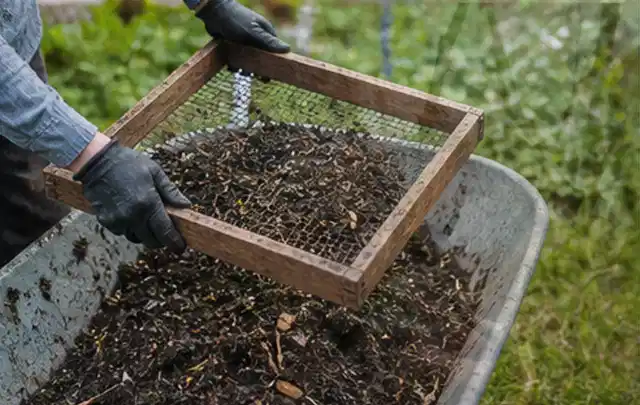 Behandschuhte Hände sieben reifen Kompost über einer Gartenschubkarre; Thema Spinat, Schwerpunkt Pflanzung; Kontrolle.