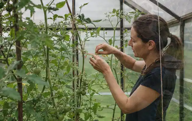 Person bindet junge Tomatentriebe in einem privaten Gewächshaus vorsichtig an; Thema Spinat, Schwerpunkt Schnitt; Praxisalltag.