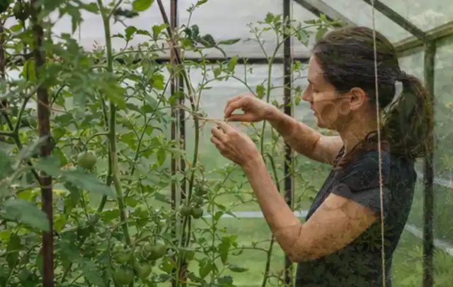 Person bindet junge Tomatentriebe in einem privaten Gewächshaus vorsichtig an; Thema Spinat, Schwerpunkt Sortenwahl; Ausgangslage.