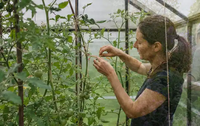 Person bindet junge Tomatentriebe in einem privaten Gewächshaus vorsichtig an; Thema Spinat, Schwerpunkt Standort; Praxisalltag.