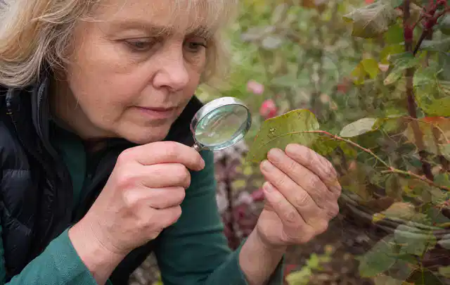 Person untersucht Blätter im Garten auf Schädlinge und Krankheitssymptome; Thema Spinnmilben, Schwerpunkt Bestimmung; Ergebnis.