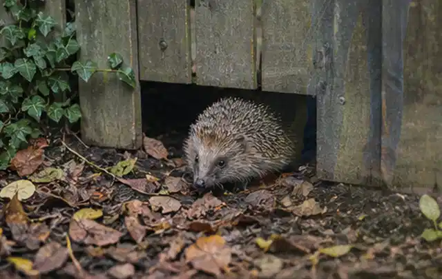 Igel nutzt einen bodennahen Durchgang unter einem hölzernen Gartenzaun; Thema Spinnmilben, Schwerpunkt Fehlerhilfe; Ausgangslage.