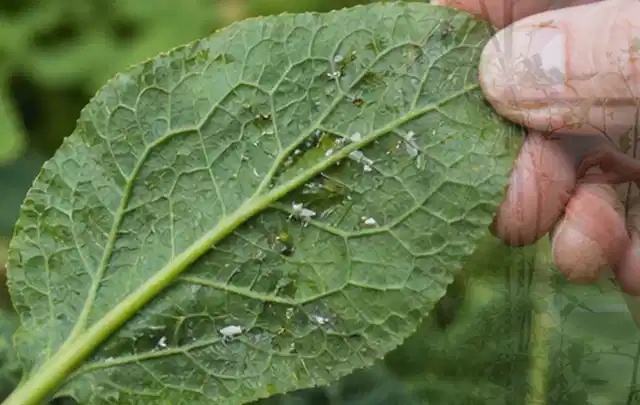 Hand hält ein Blatt mit kleinen hellen Schädlingen auf der Unterseite; Thema Spinnmilben, Schwerpunkt Fehlerhilfe; Umsetzung.